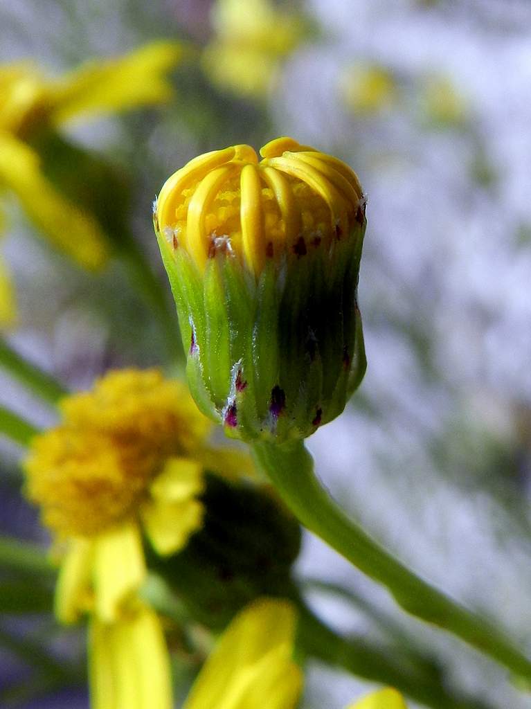 Senecio inaequidens